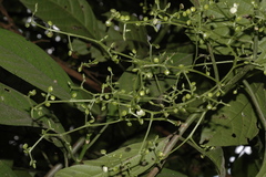 Dendrocnide sinuata